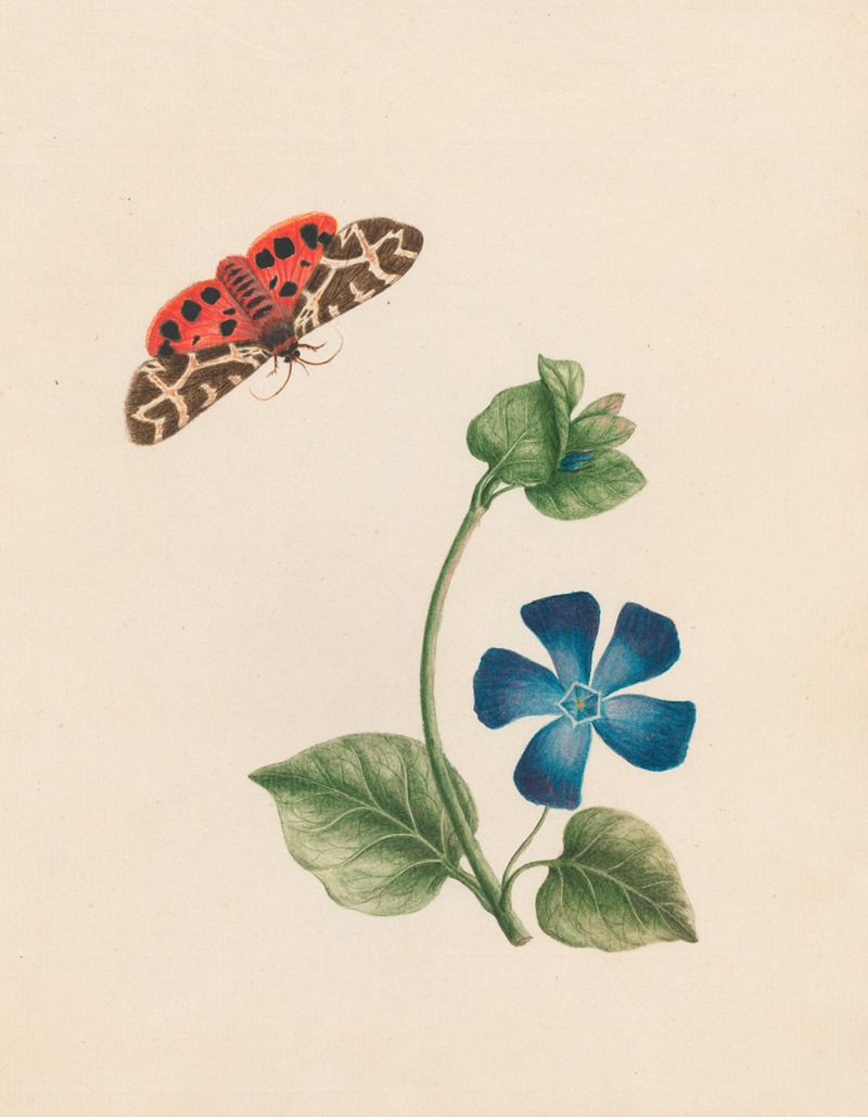 Cream-spot tyger moth, & Vinca major – Periwinkle; England by R. B. F., 1789 — digital art print download