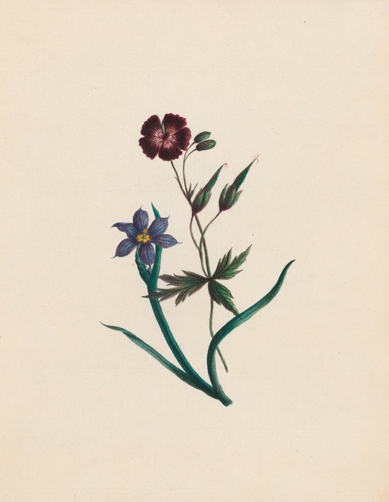 Geranium phaeum, & Iccia; England & Africa by R. B. F., 1789 — digital art print download