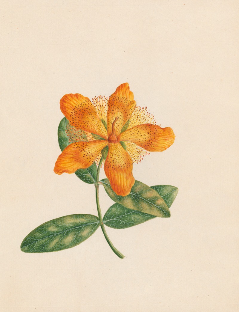 Hypericum Ascyron – Park leaves; vicinity of Constantinople — R. B. F.