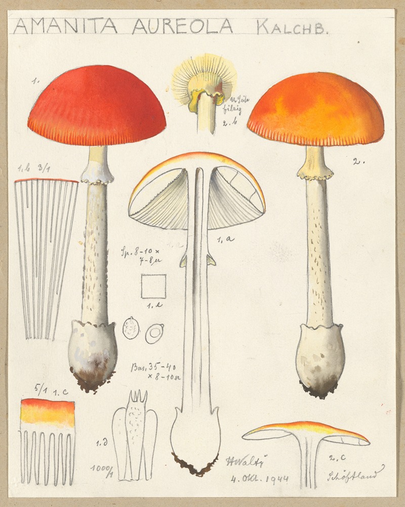 Amanita aureola Kalchb. — Hans Walty
