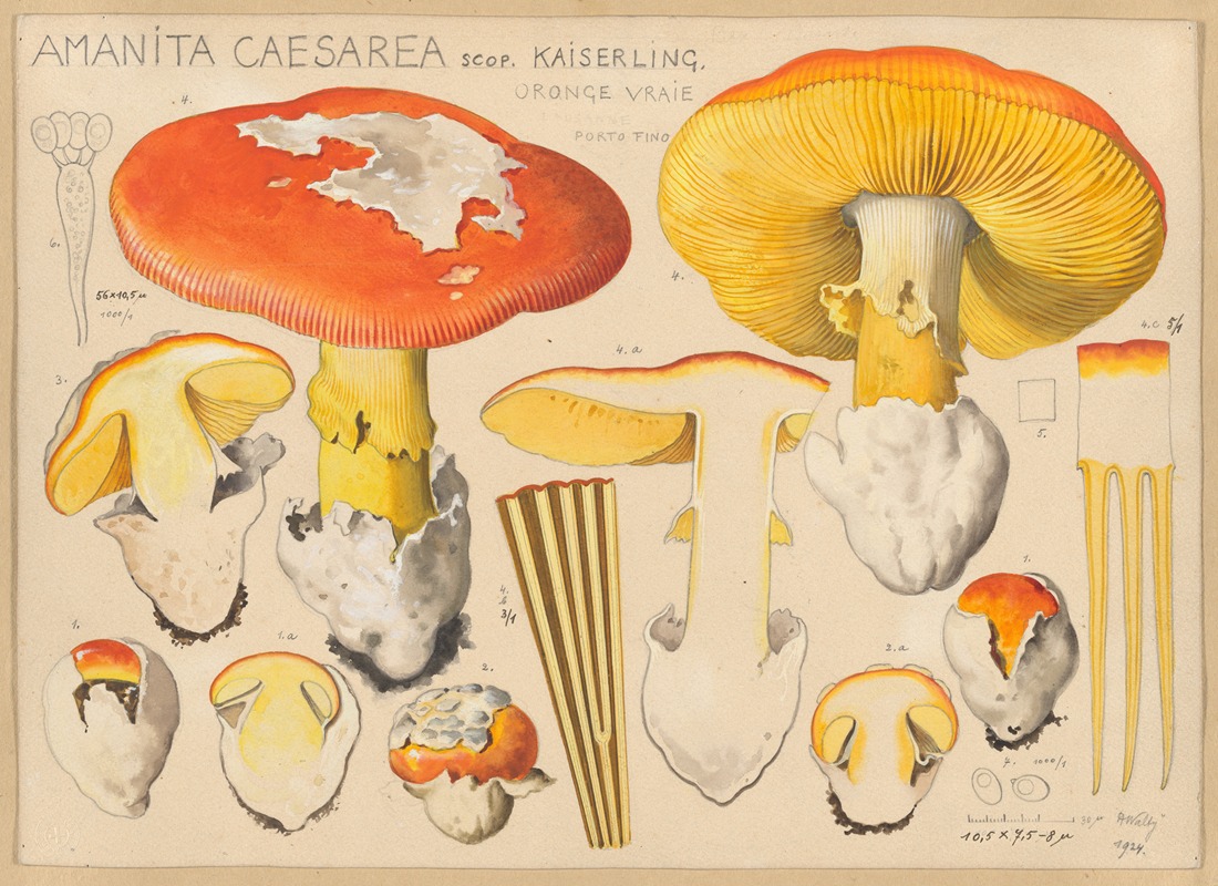 Amanita caesarea Scop. by Hans Walty, 1915-1945 — digital art print download