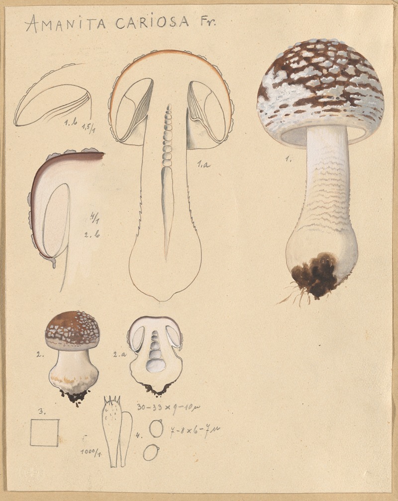 Amanita cariosa by Hans Walty, 1915-1945 — digital art print download