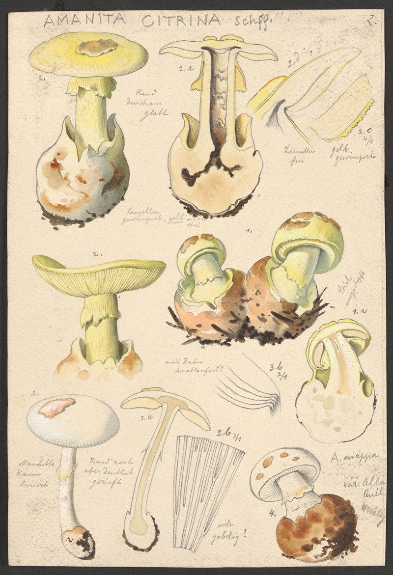 Amanita citrina Schff. by Hans Walty, 1915-1945 — digital art print download
