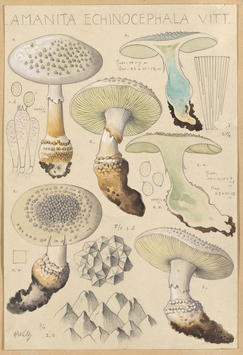 Amanita enchinocephala by Hans Walty, 1915-1945 — digital art print download