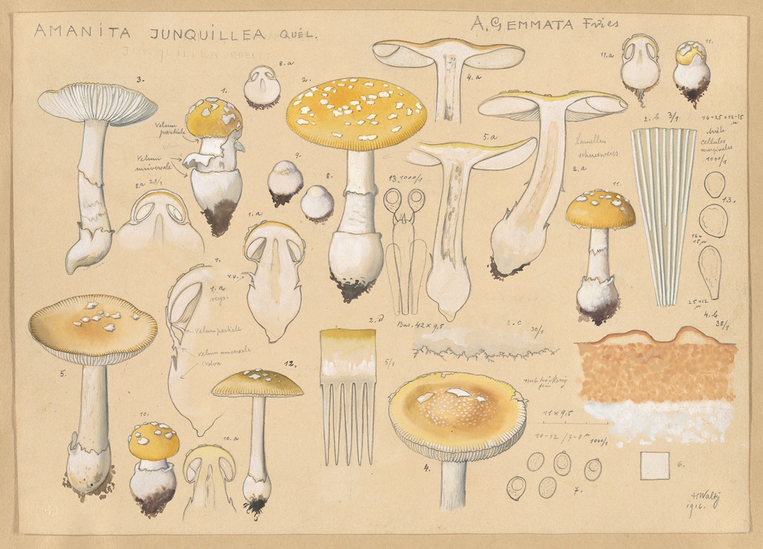 Amanita junquillea Quél. by Hans Walty, 1915-1945 — digital art print download