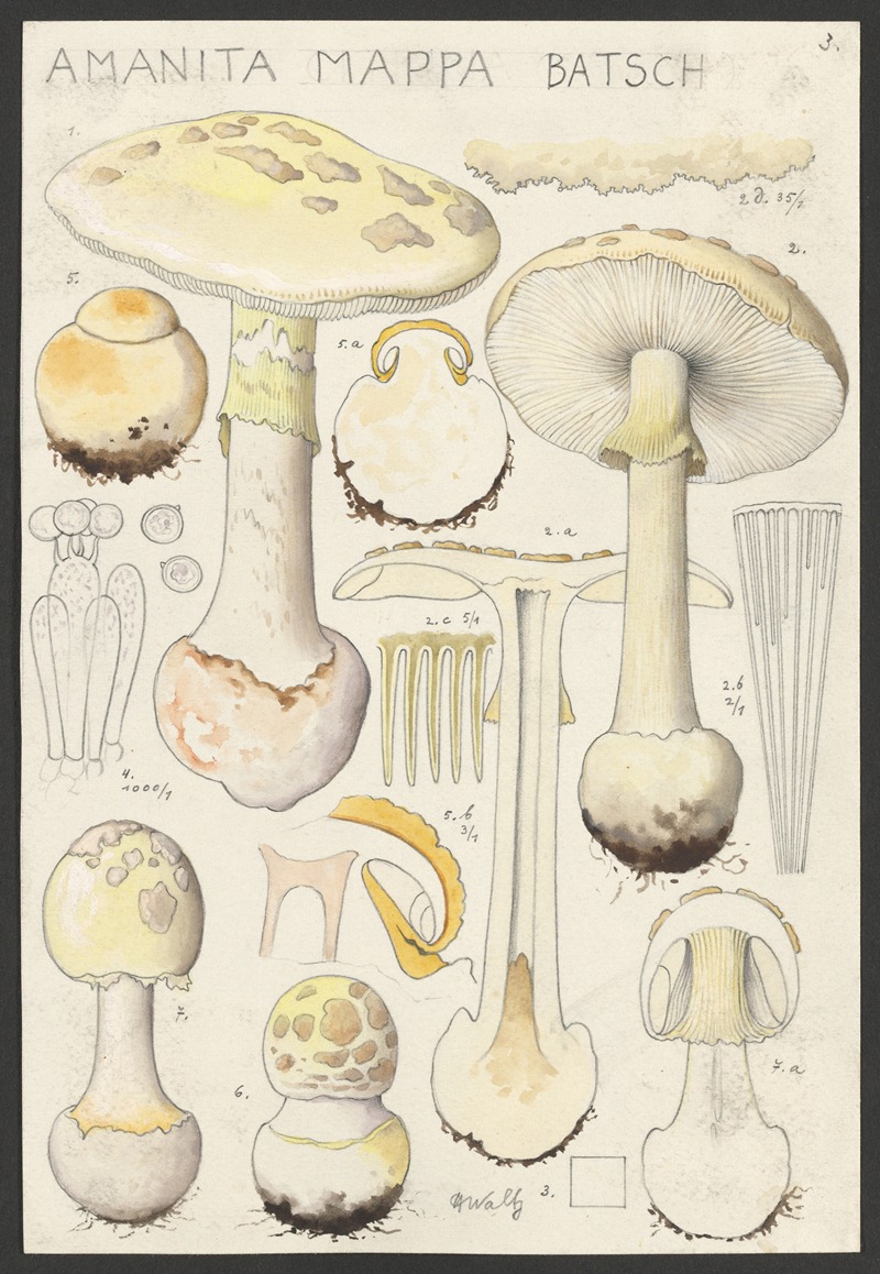 Amanita mappa Batsch 2 by Hans Walty, 1915-1945 — digital art print download