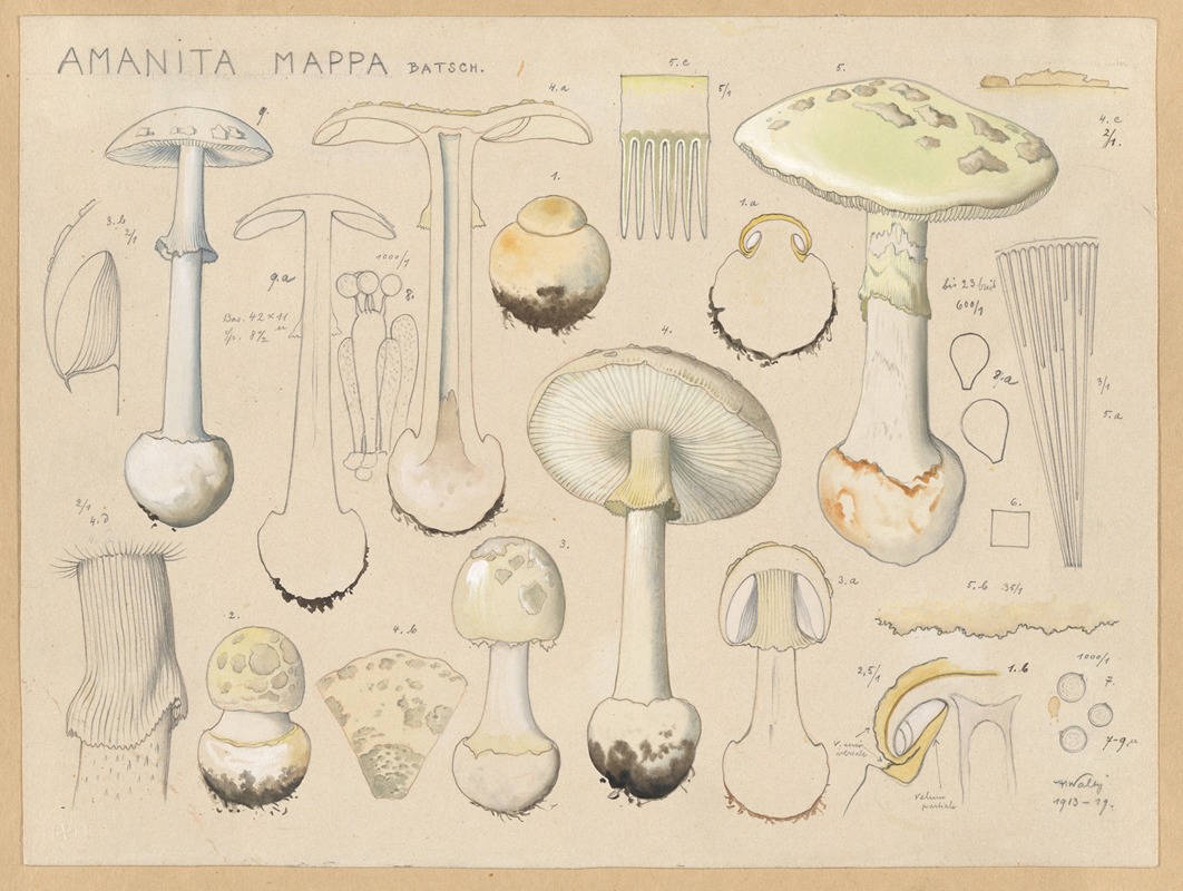 Amanita mappa Batsch. by Hans Walty, 1915-1945 — digital art print download