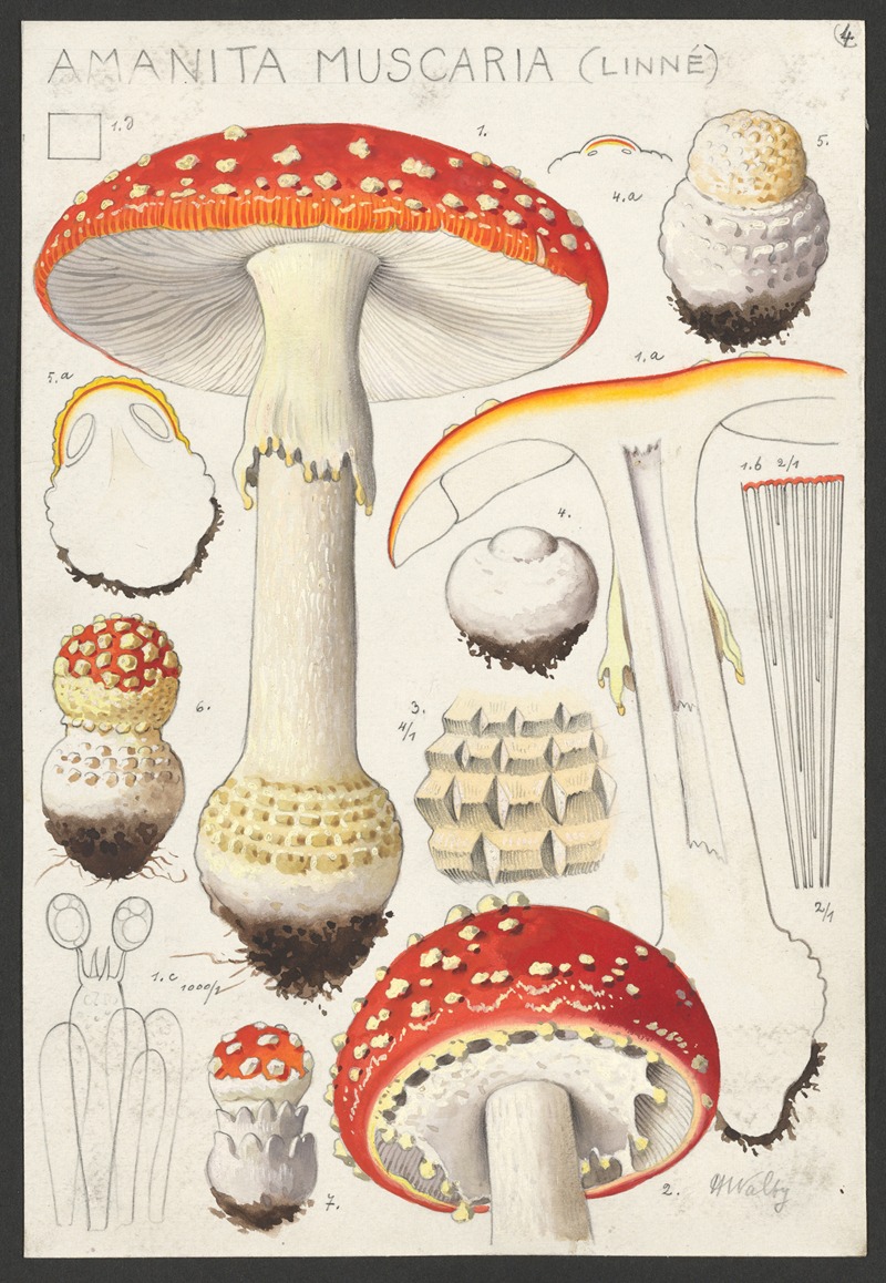 Amanita muscaria (Linné) — Hans Walty
