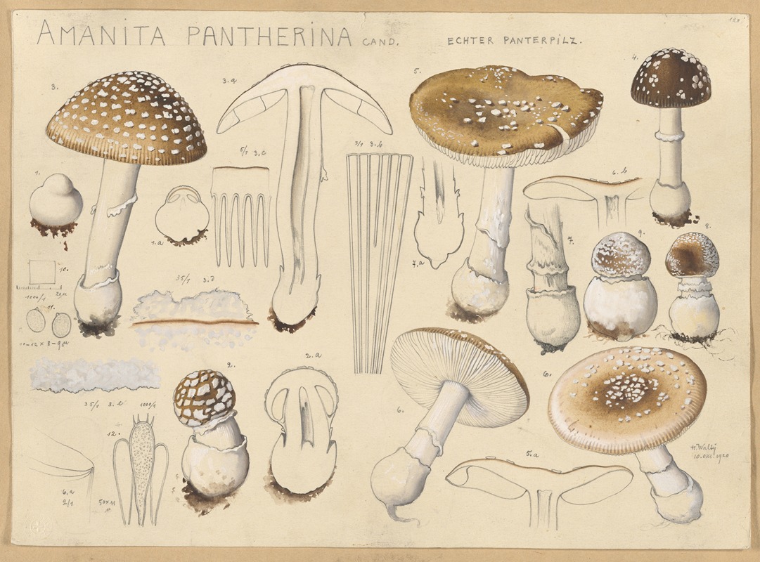 Amanita pantherina Cand. — Hans Walty