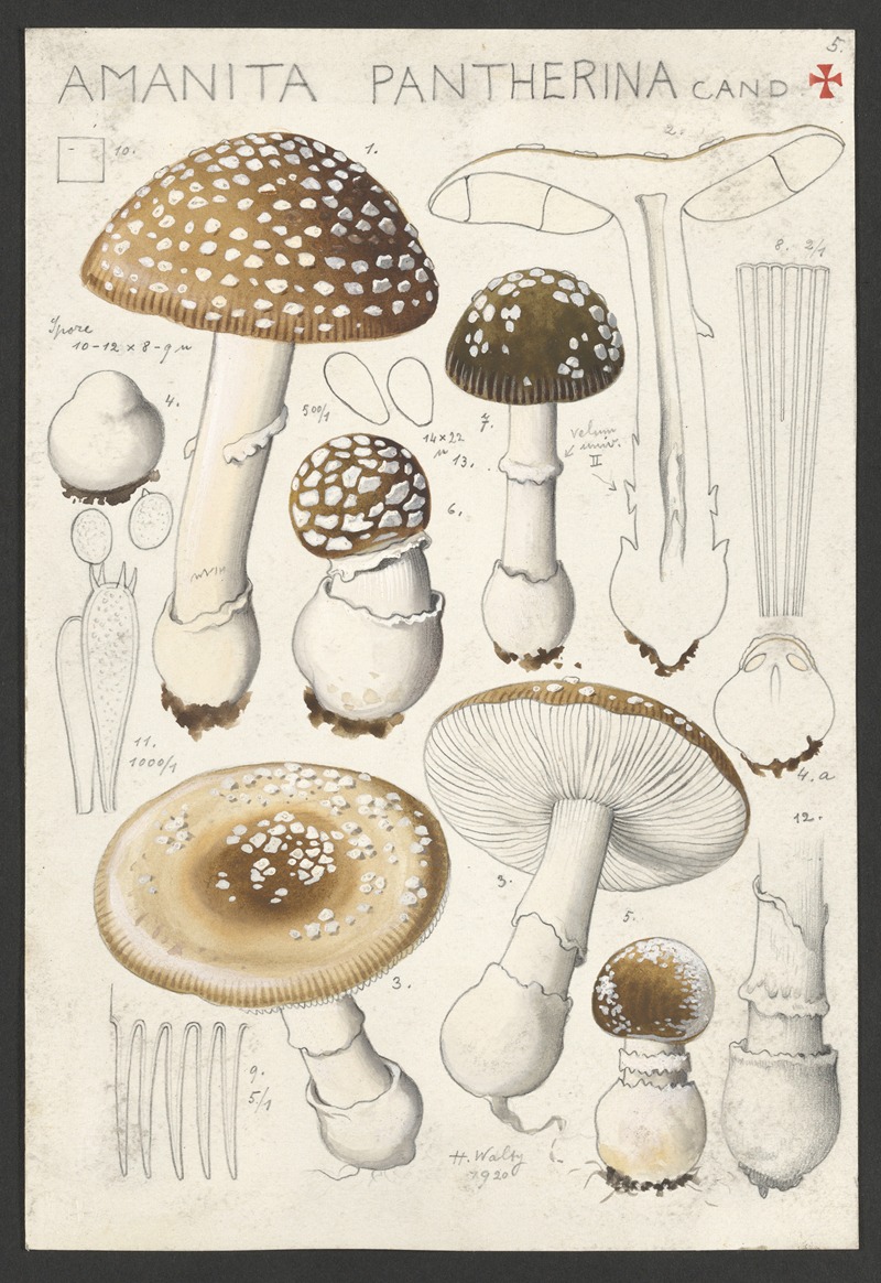 Amanita pantherina Cand — Hans Walty