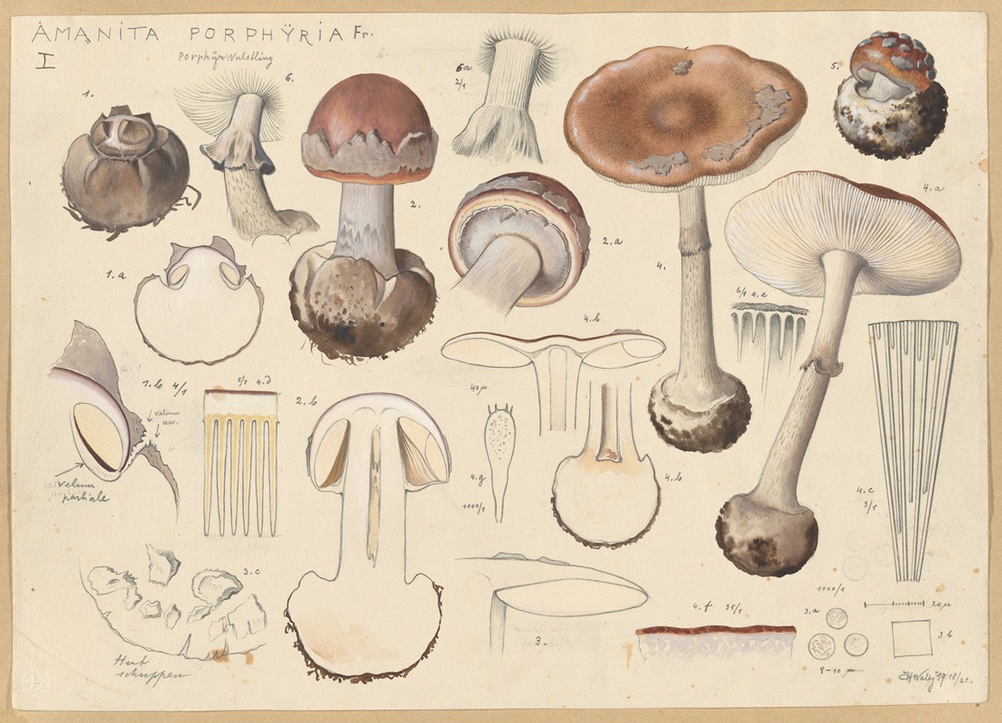 Amanita porphyria Fr. — Hans Walty