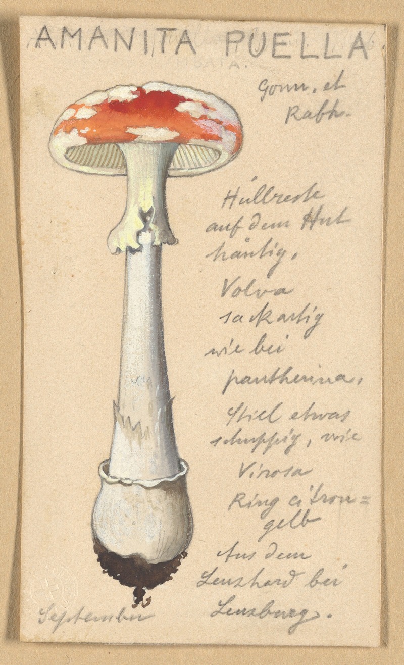 Amanita puella by Hans Walty, 1915-1945 — digital art print download