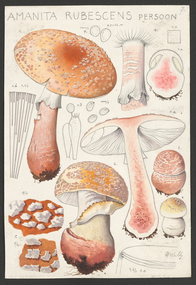 Amanita rubescens Persoon by Hans Walty, 1915-1945 — digital art print download
