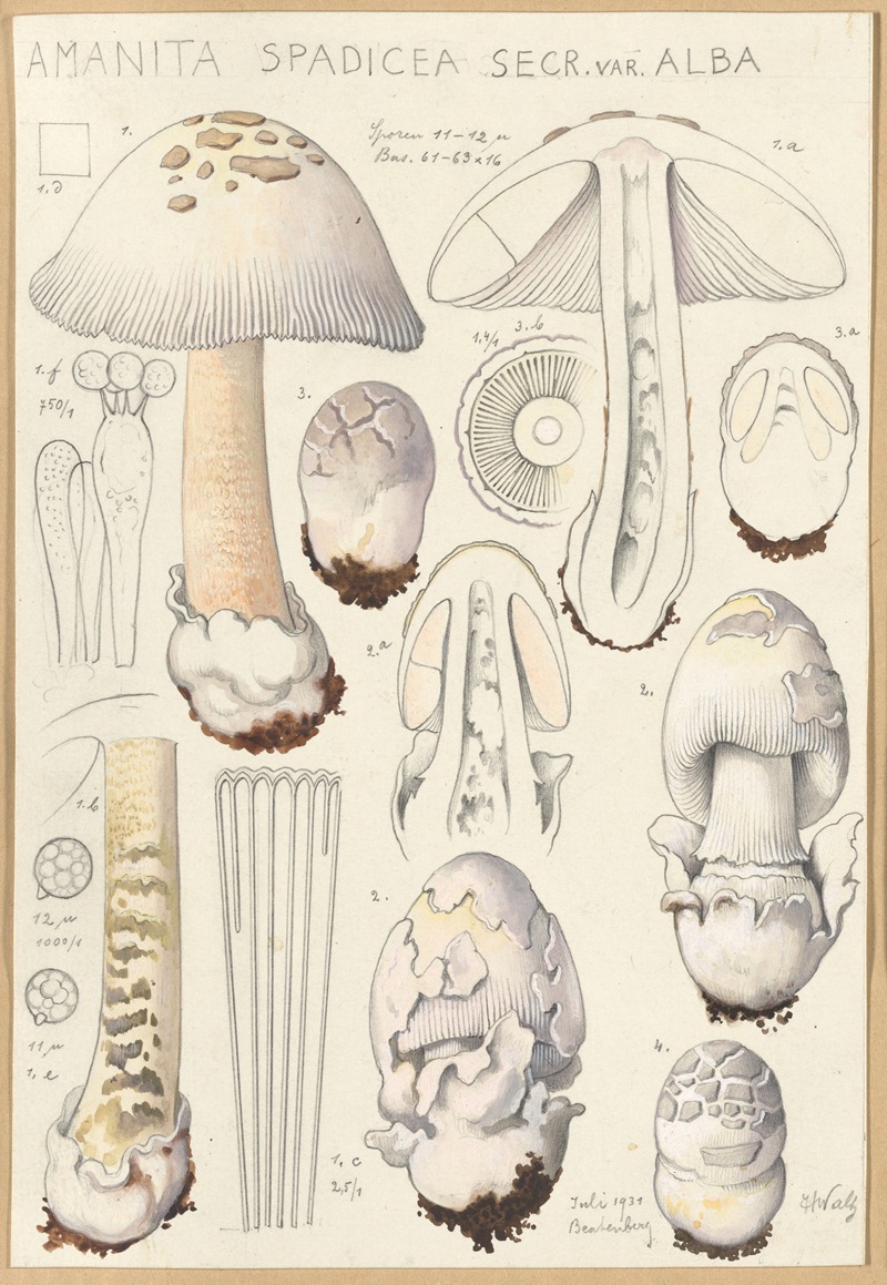 Amanita spadicea Secr. ver Alba — Hans Walty