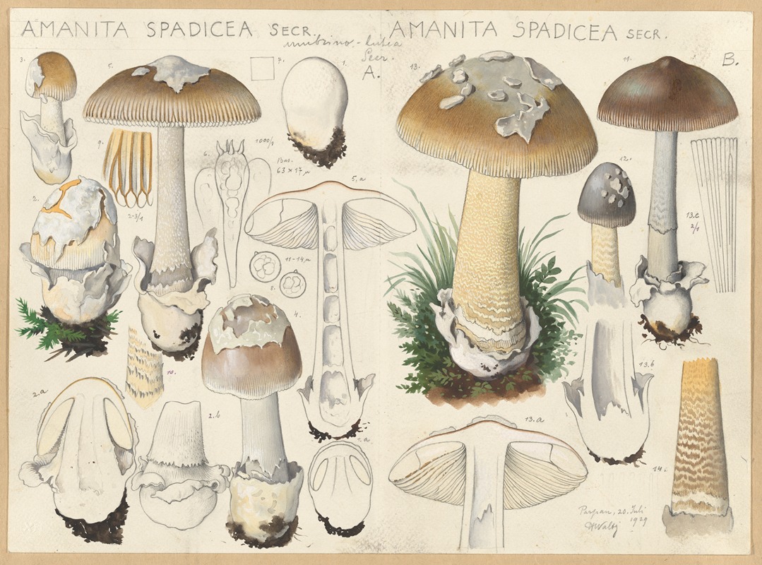 Amanita spadicea Secr. by Hans Walty, 1915-1945 — digital art print download
