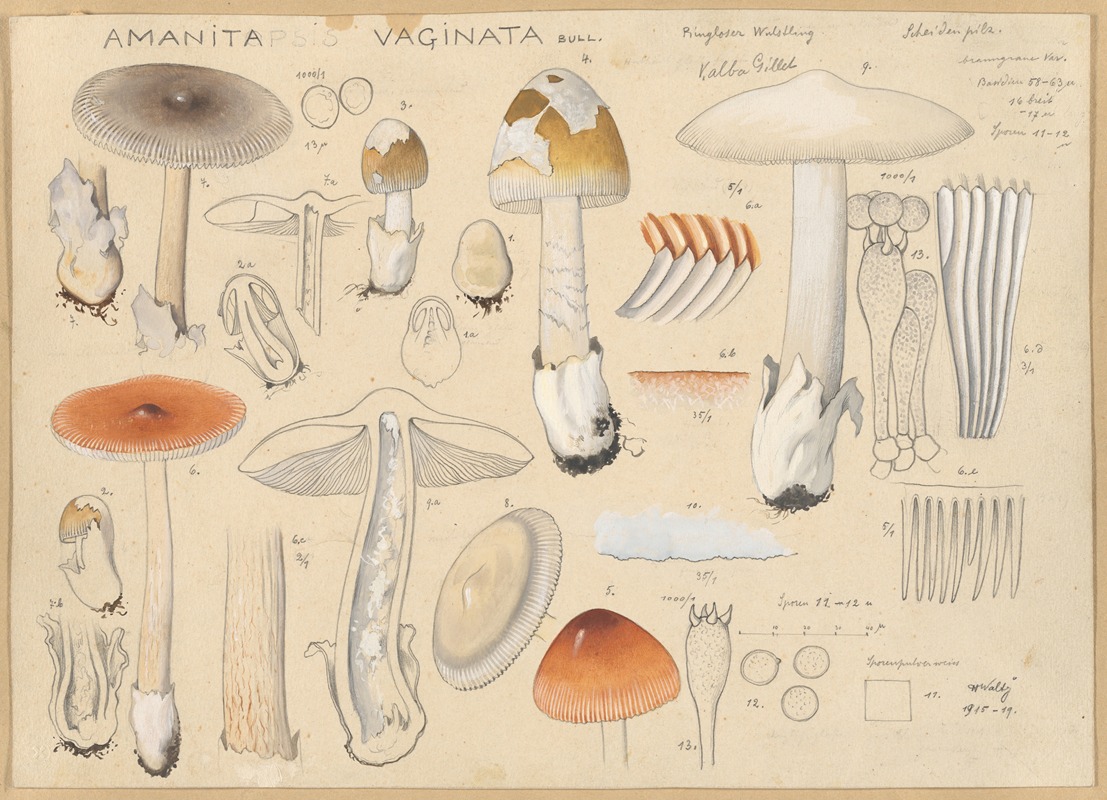 Amanita vaginata Bull. — Hans Walty