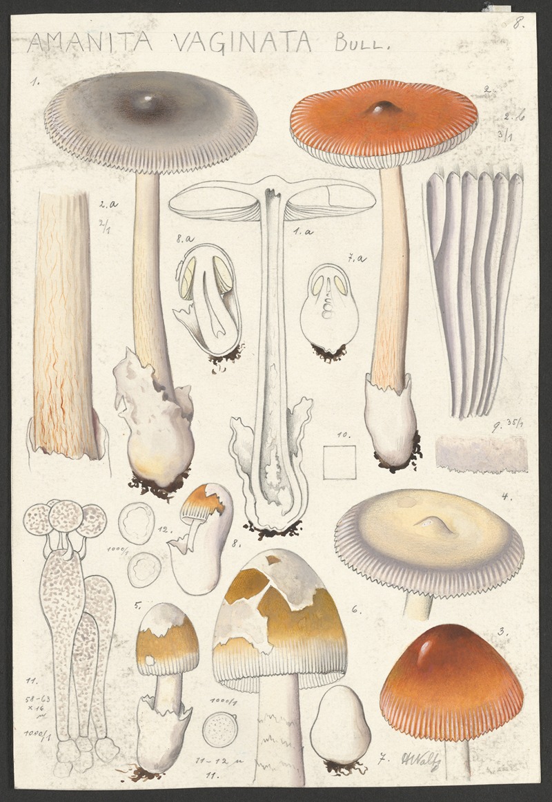 Amanita vaginata Bull — Hans Walty