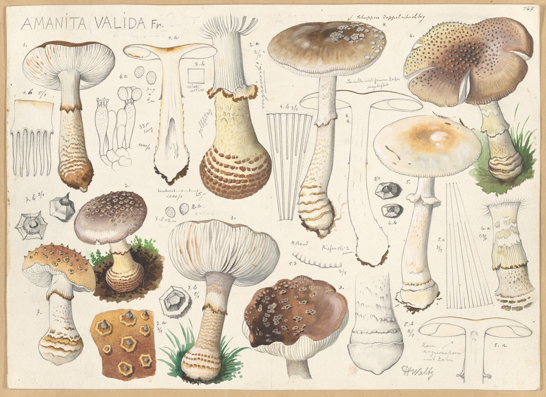 Amanita valida Fr. by Hans Walty, 1915-1945 — digital art print download