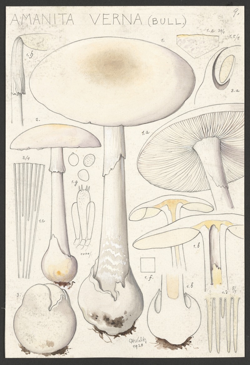 Amanita verna (Bull.) by Hans Walty, 1915-1945 — digital art print download