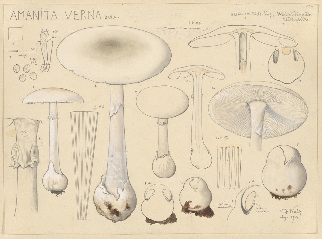 Amanita verna Bull. — Hans Walty