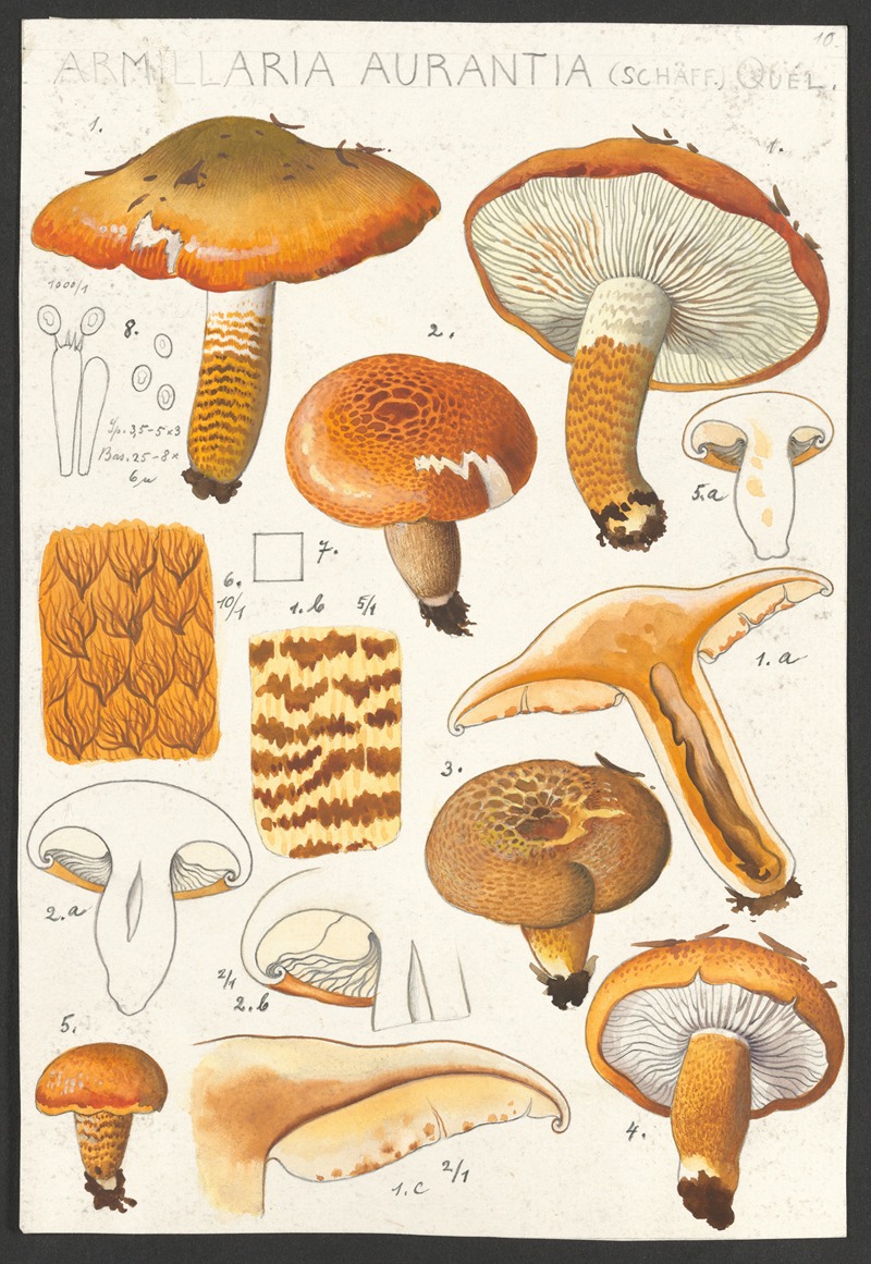 Armillaria aurantia Schäff. Quél. — Hans Walty