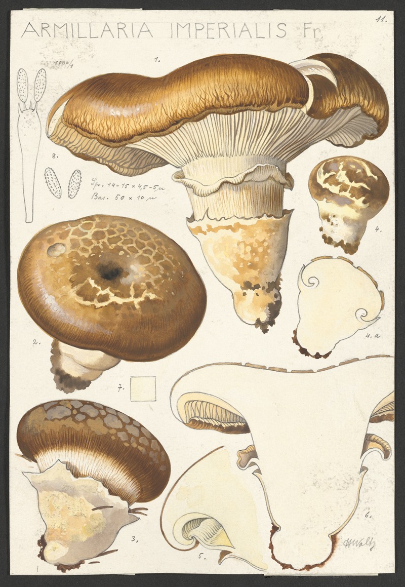 Armillaria imperialis Fr by Hans Walty, 1915-1945 — digital art print download
