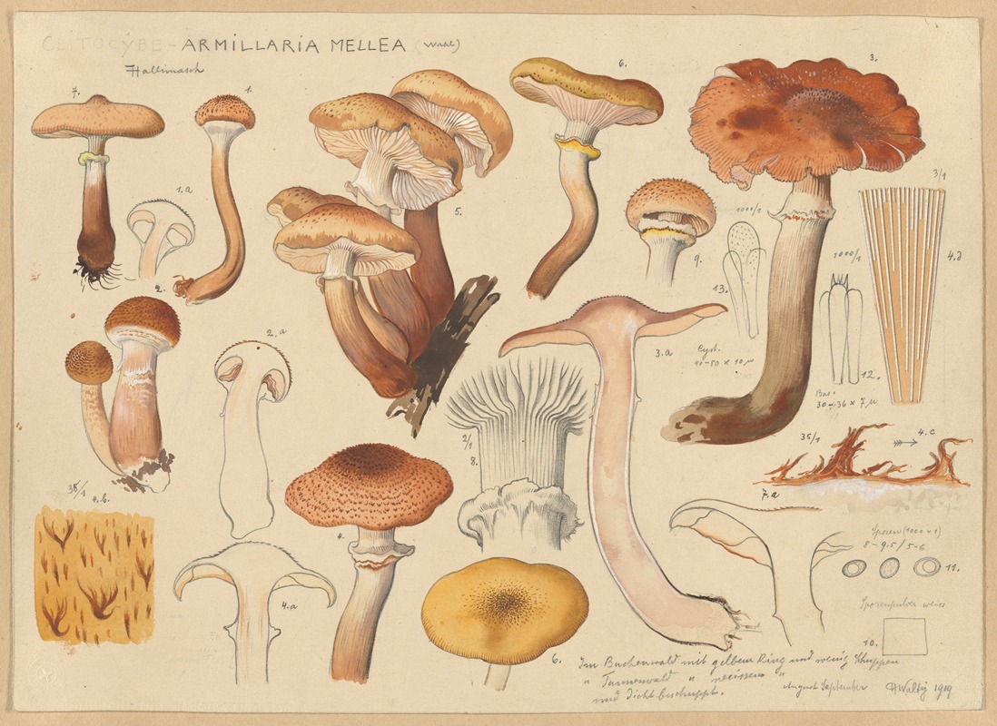 Armillaria mellea (Wahl) — Hans Walty