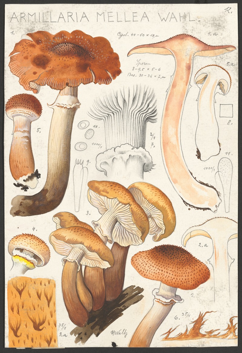 Armillaria mellea Wahl. — Hans Walty