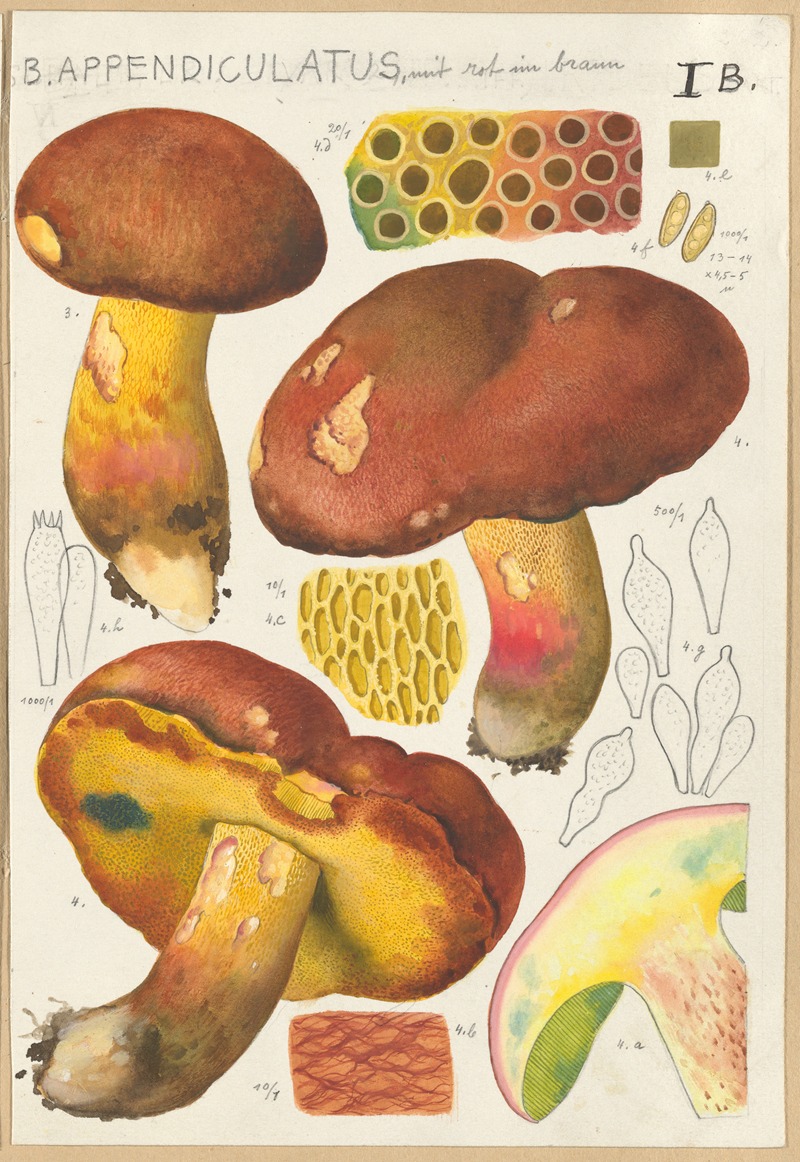 Boletus appendiculatus Schäff by Hans Walty, 1915-1945 — digital art print download