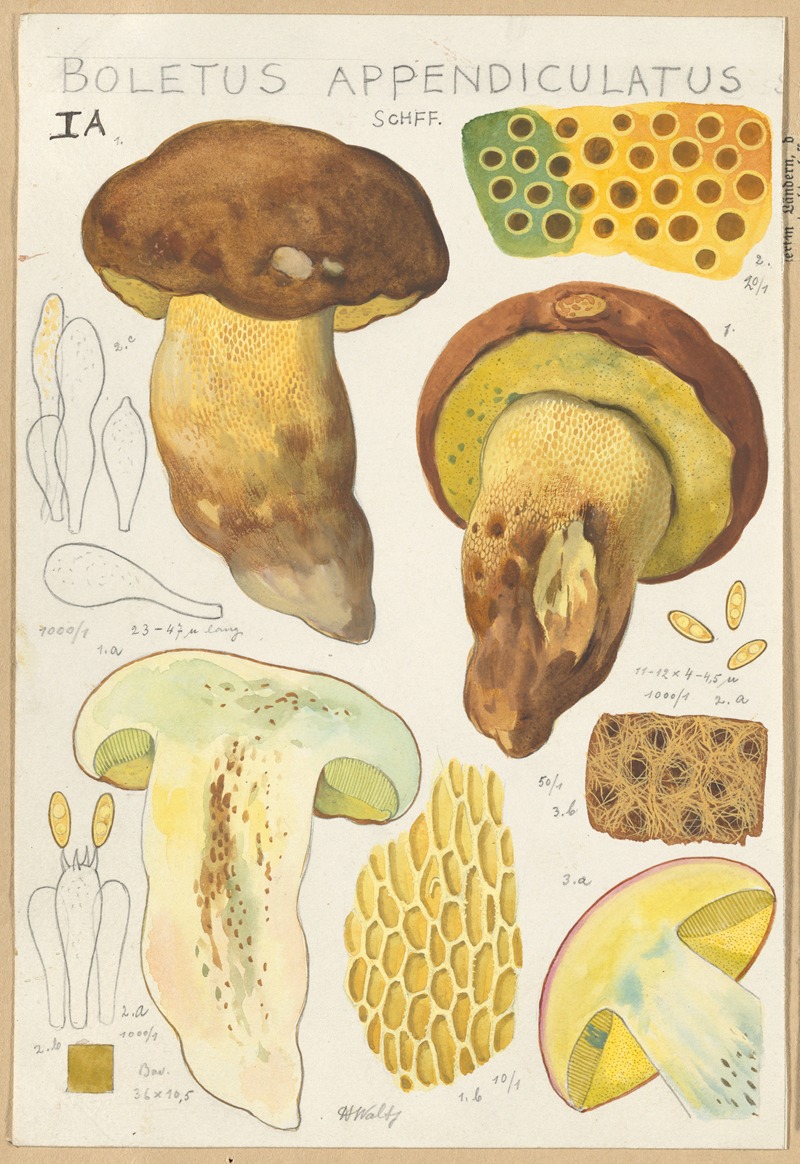 Boletus appendiculatus by Hans Walty, 1915-1945 — digital art print download