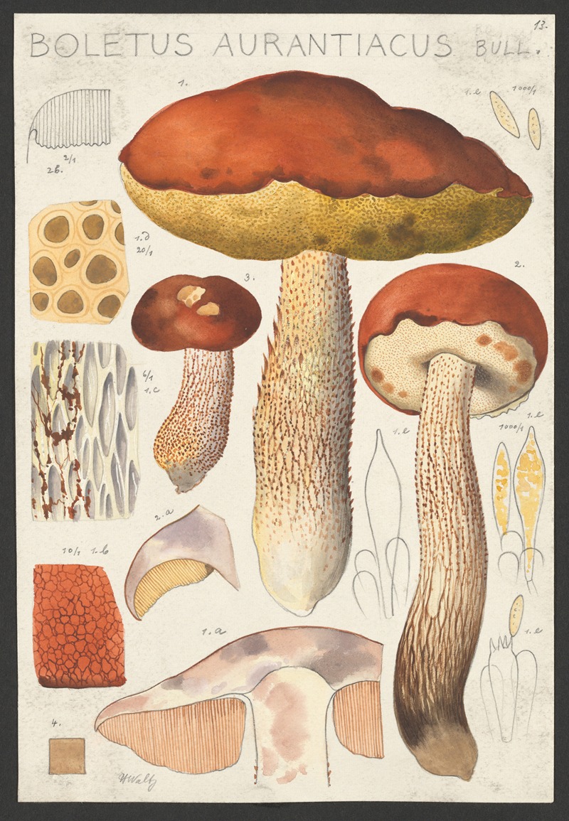 Boletus aurantiacum Bull. — Hans Walty