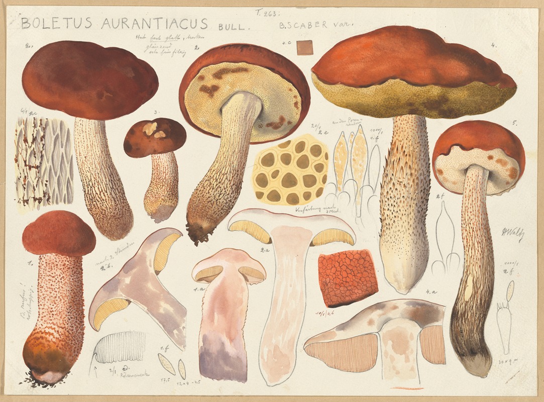 Boletus aurantiacus Bull. by Hans Walty, 1915-1945 — digital art print download