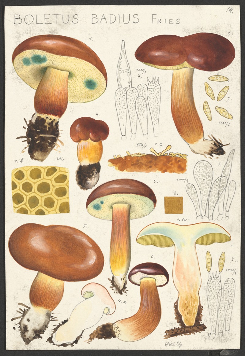 Boletus badius Fries. by Hans Walty, 1915-1945 — digital art print download