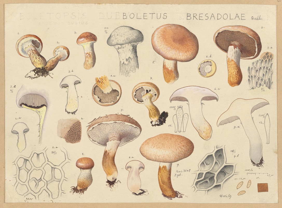 Boletus bresadolae Quél. by Hans Walty, 1915-1945 — digital art print download