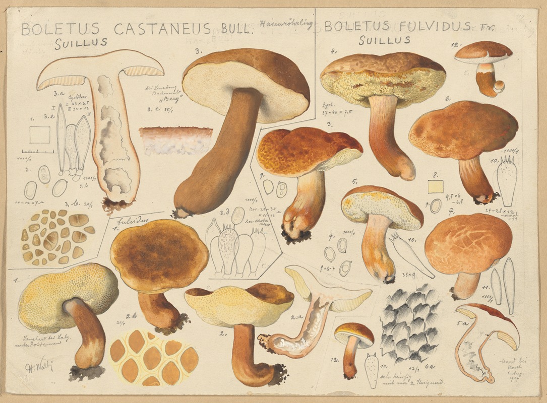 Boletus castaneus, Boletus fulvidus by Hans Walty, 1915-1945 — digital art print download