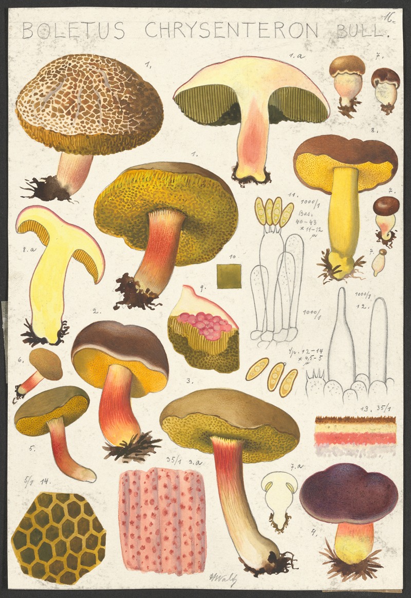 Boletus chrysenteron Bull by Hans Walty, 1915-1945 — digital art print download
