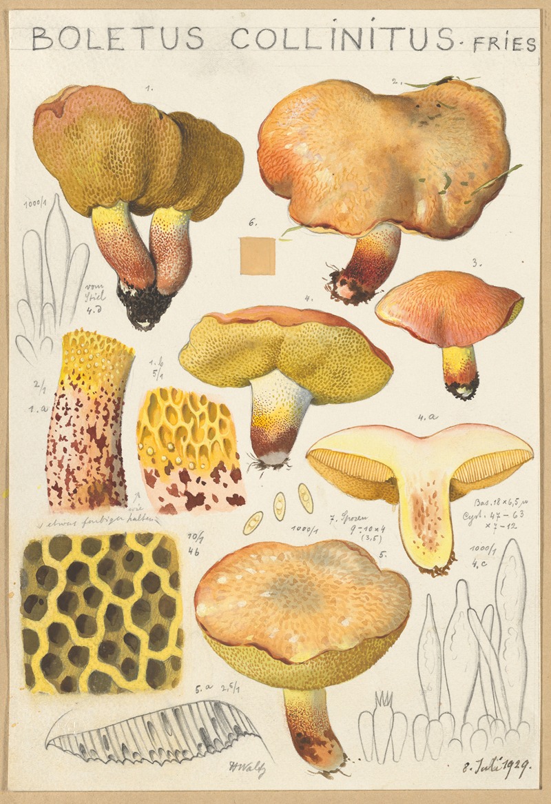 Boletus collinitus by Hans Walty, 1915-1945 — digital art print download