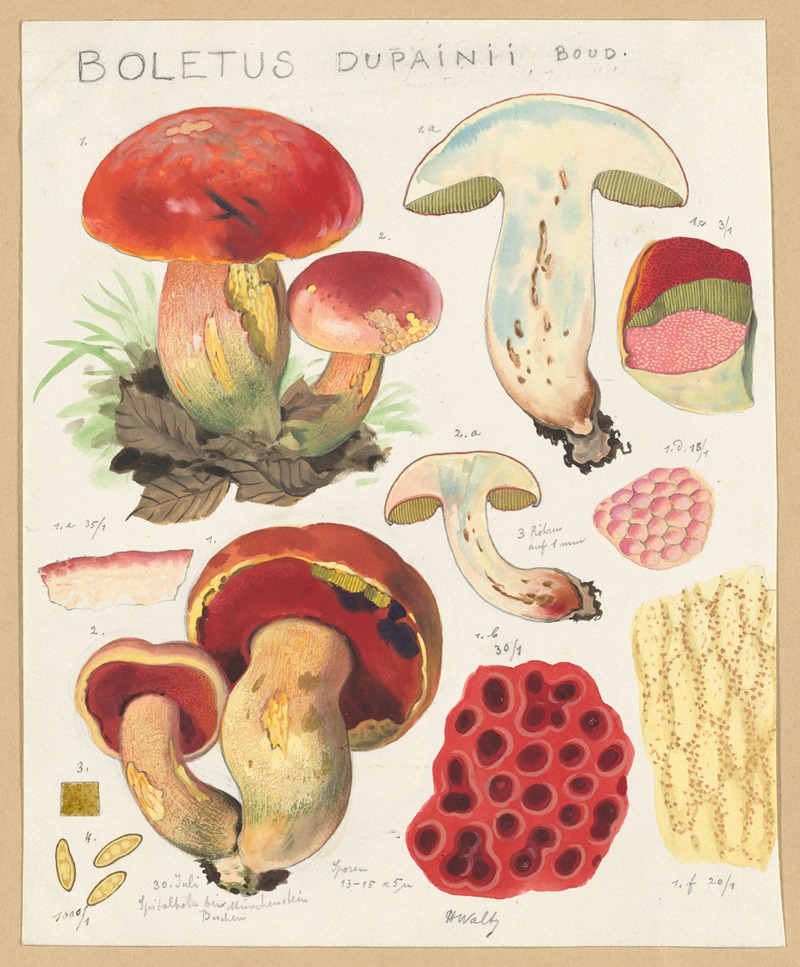 Boletus dupainii Boud. by Hans Walty, 1915-1945 — digital art print download