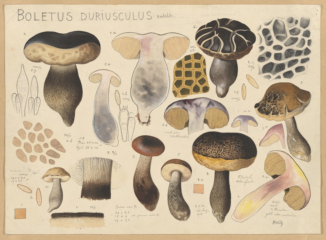 Boletus duriusculus Kalchbr. by Hans Walty, 1915-1945 — digital art print download