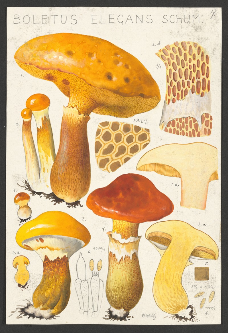 Boletus elegans Schum by Hans Walty, 1915-1945 — digital art print download