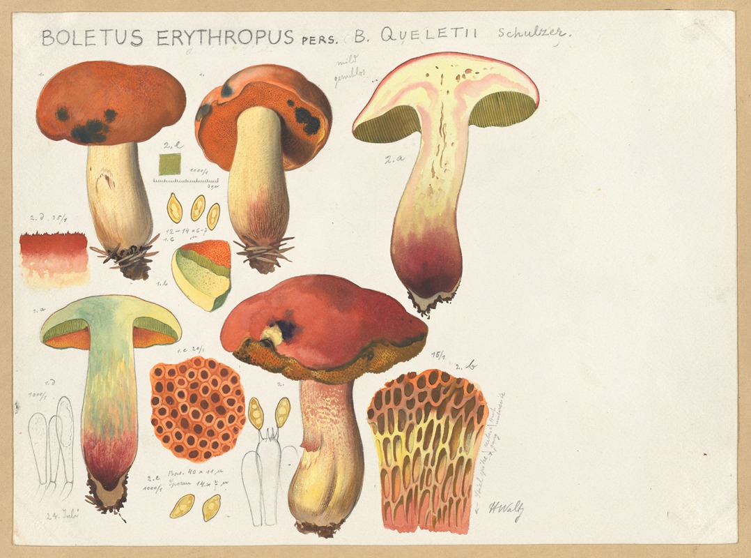 Boletus erythropus Pers., B. queletii Schulzer. — Hans Walty