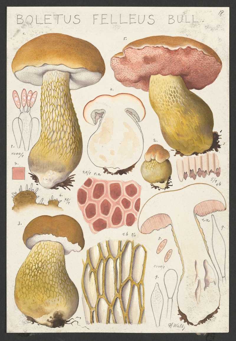 Boletus felleus Bull. — Hans Walty
