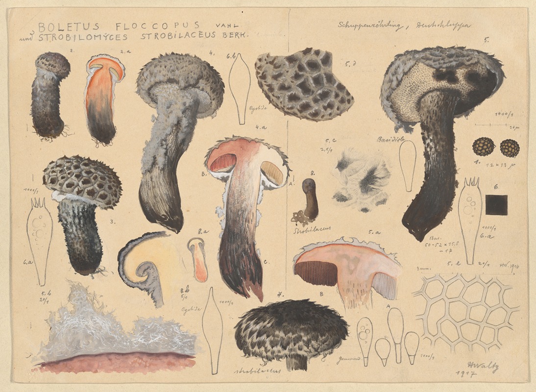 Boletus floccopus Vahl., Strobilomyces strobilaceus Berk. — Hans Walty