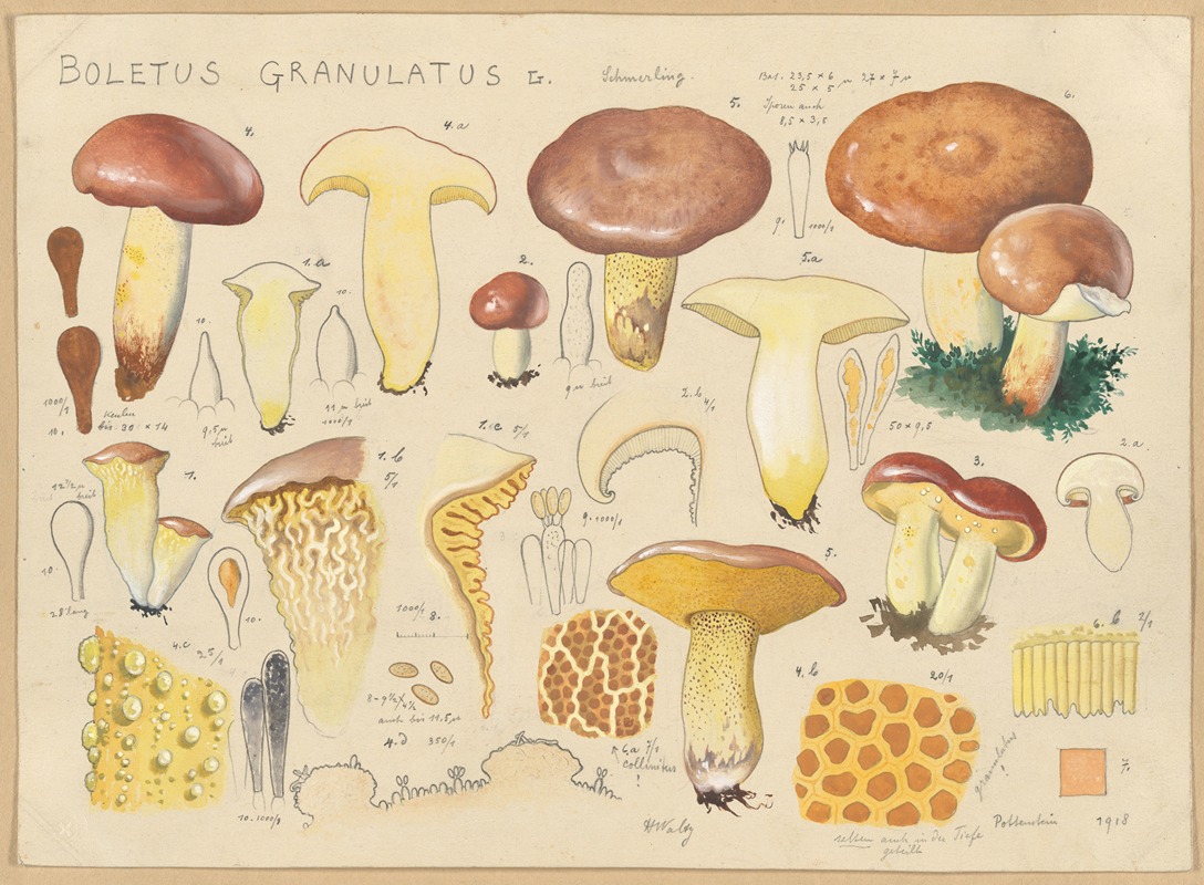 Boletus granulatus L. by Hans Walty, 1915-1945 — digital art print download