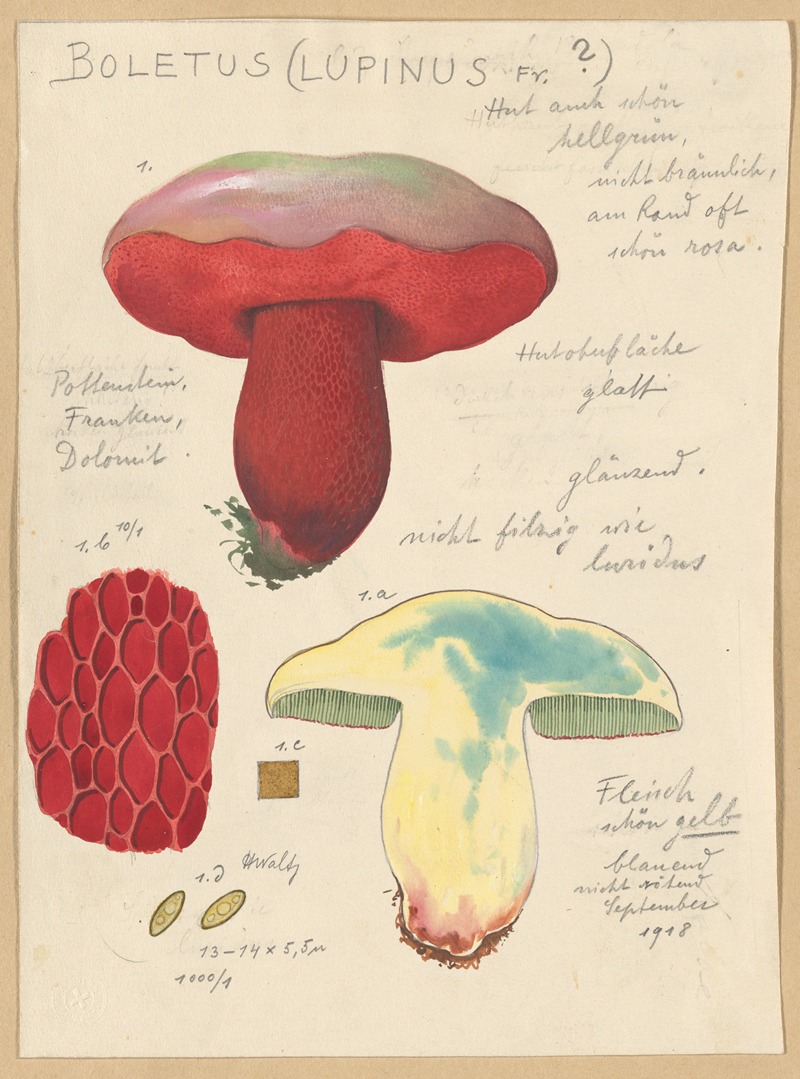 Boletus lupinus by Hans Walty, 1915-1945 — digital art print download