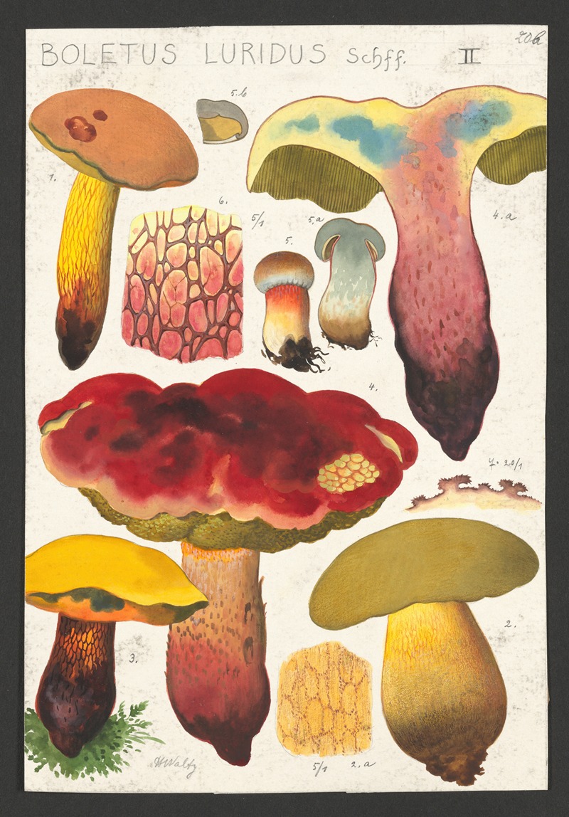 Boletus luridus Schaeffer by Hans Walty, 1915-1945 — digital art print download