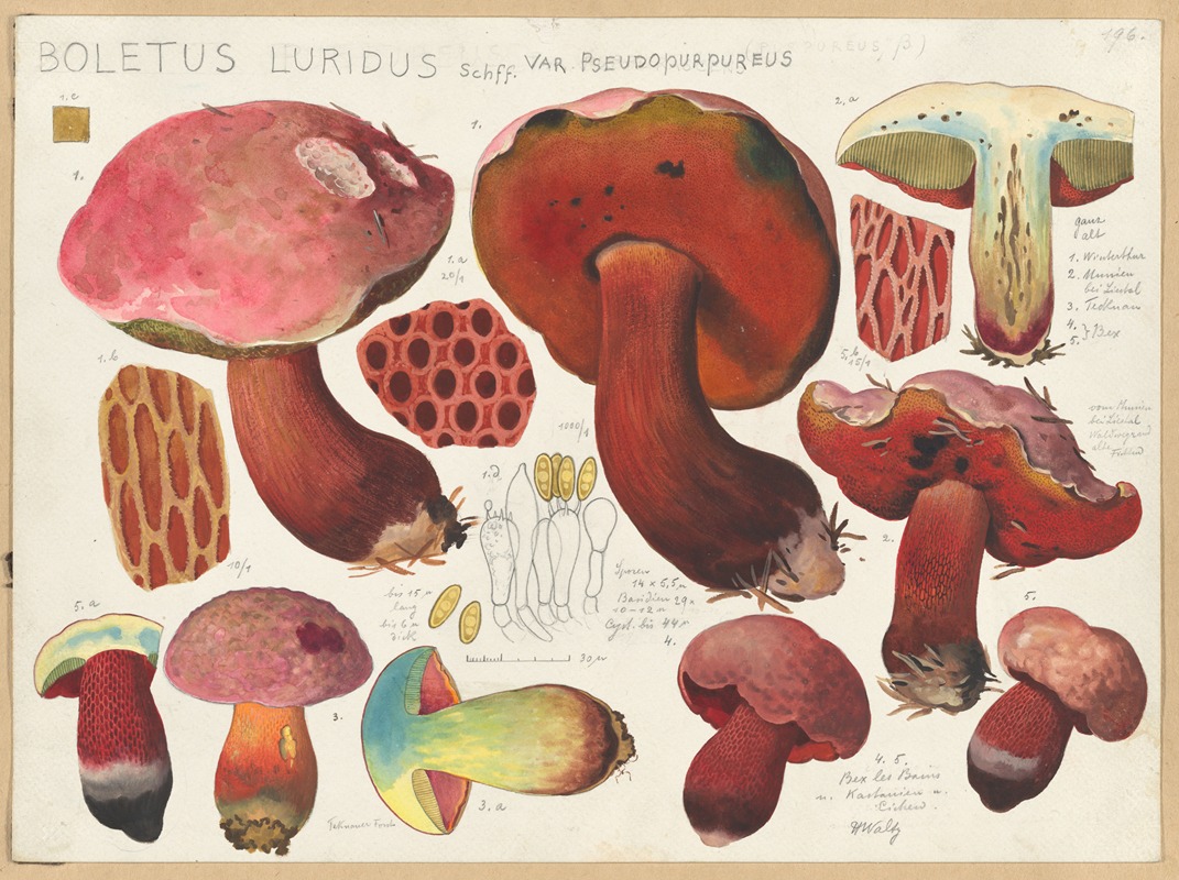 Boletus luridus Schff. var. pseudopurpureus by Hans Walty, 1915-1945 — digital art print download