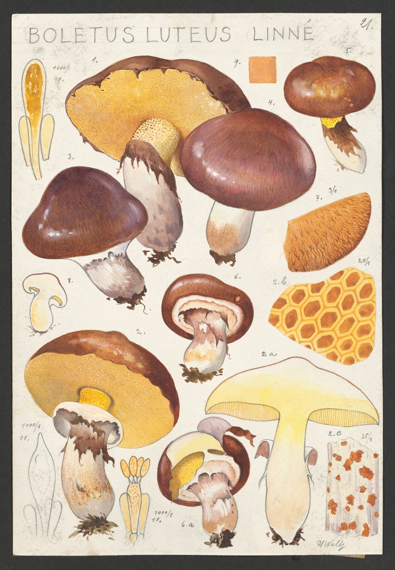 Boletus luteus Linné. by Hans Walty, 1915-1945 — digital art print download