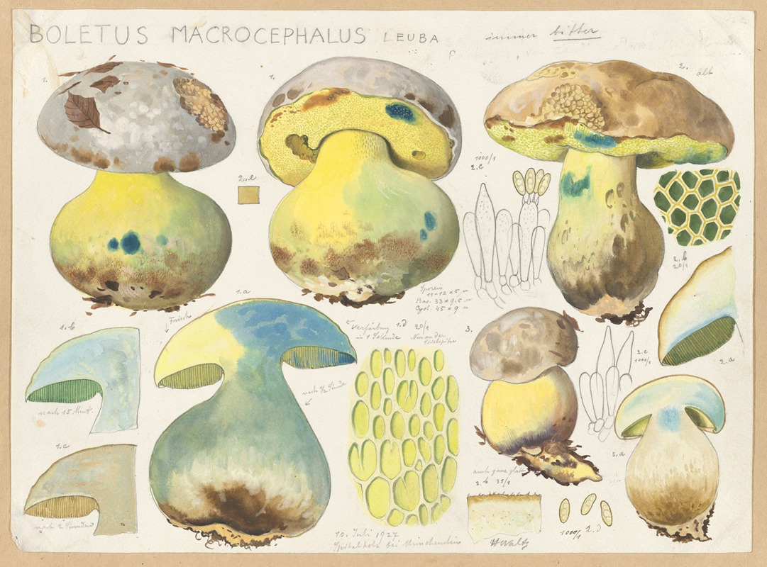 Boletus macrocephalus Leuba by Hans Walty, 1915-1945 — digital art print download