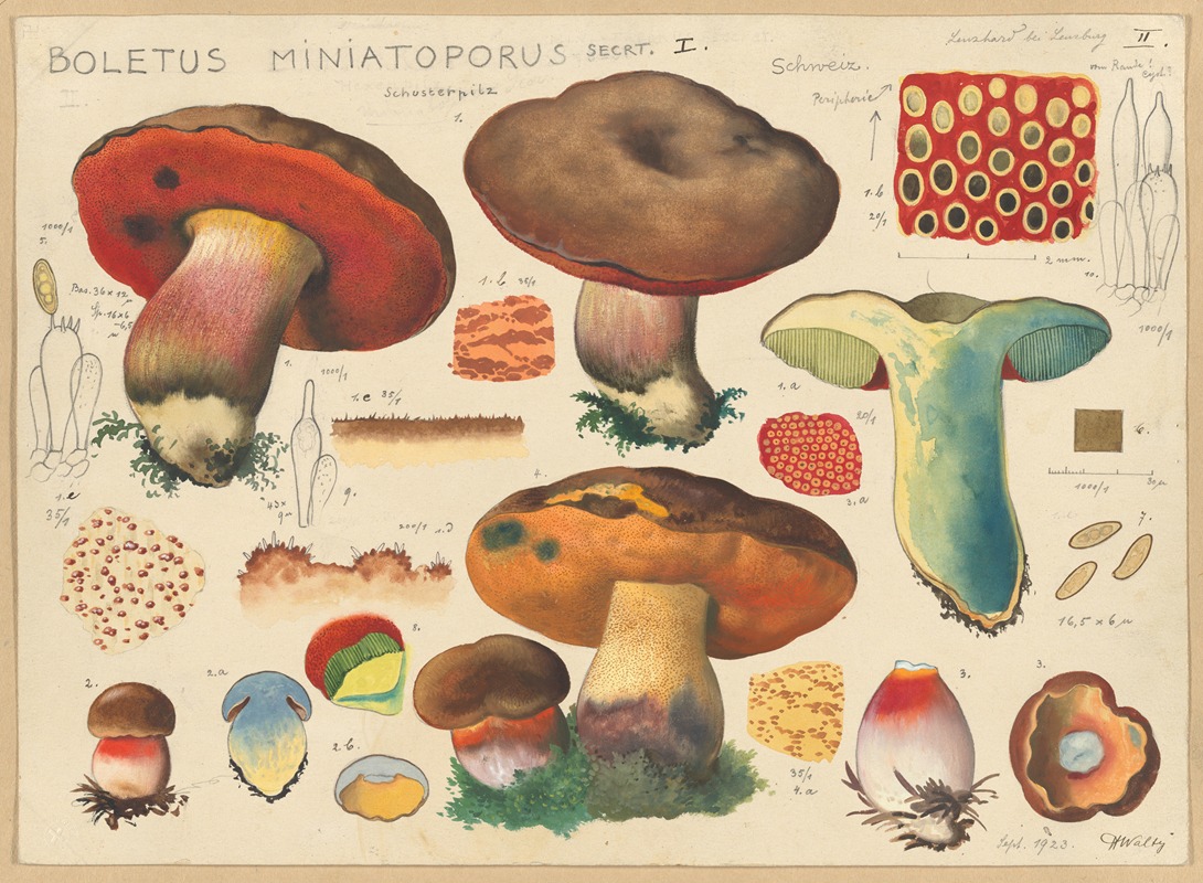 Boletus miniatoporus Secrt. by Hans Walty, 1915-1945 — digital art print download